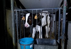 Организацията Невидими животни официално ще представи петиция за забрана на