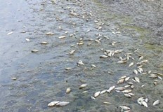 Екологична катастрофа заплашва едно от най богатите на риба водохранилища в