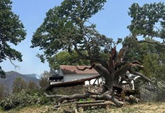 Вековното дърво финалист за Европейско дърво на годината стана жертва