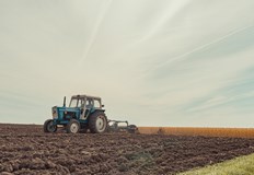 Сушата прегаря царевицата и слънчогледите докато добивите от пшеница са