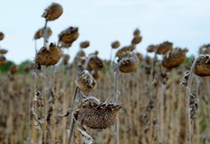 Регион Олтения губи по 1000 хектара обработваема земя годишно а