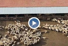 Дребна шарка принуди унищожаването на цяло стадо в КазанлъшкоСтадо от