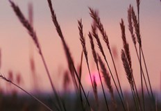 Кратко захлаждане преди новия горещ период до средата на юлиВ