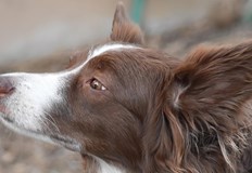 Собствениците на кастрирани кучета ще бъдат освободени от заплащането на