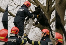 Румъния превърна черната пантера в урок за медийна грамотностЧерната пантера