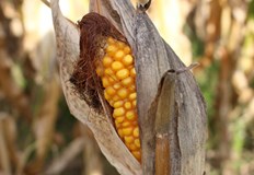 Земеделците са изправени пред най тежката годинаИзключително тежка година очаква българските