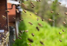 23 годишният Дейвид Максън отглежда десетки хиляди пчели на университетски терен23 годишният