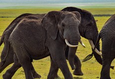 Британка на 68 години и новозеландка на 67 години загинаха