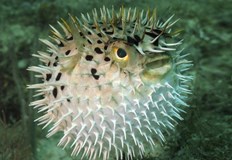 Токсичният тропически вид може да убие 30 души с отровата