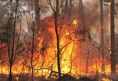 Природозащитна организация сочи небрежност и умишлен палеж като главни причини