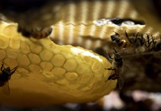 Американско изследване разкрива как климатичните промени влияят на поведението на