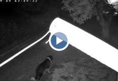 Инцидентът е заснет от домашна камера за видеонаблюдение полицията разпита