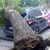 Огромно дърво падна върху автомобил в центъра на Благоевград