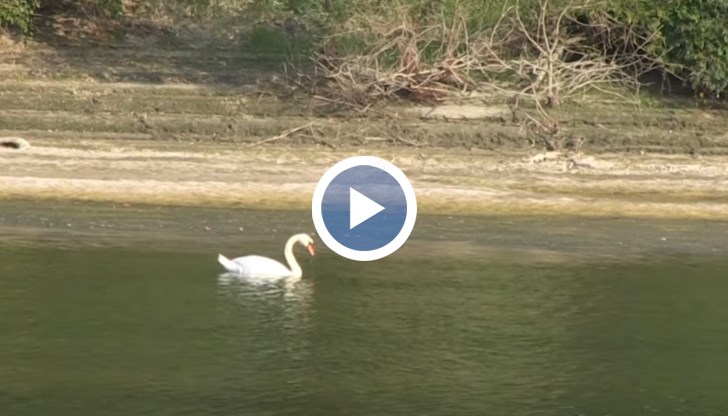 Птицата е забелязана в района на остров Люляка