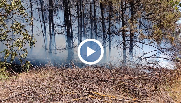 Собственичка на крайна къща, близо до гората, горила кабели
