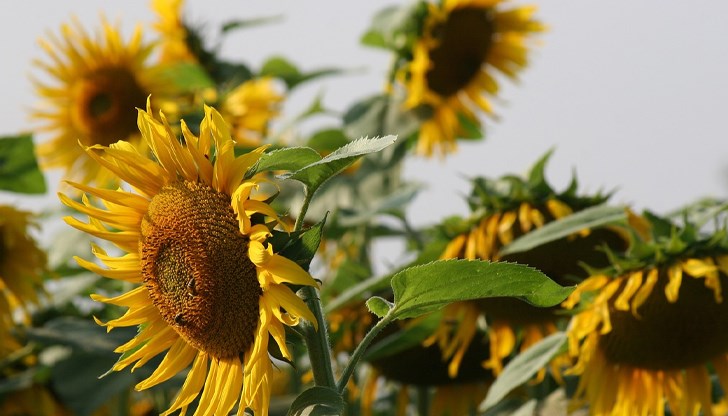 Междуведомствена работна група ще анализира щетите от сивия царевичен хоботник