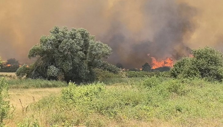 Земни костенурки, лалугери и дори лисичета загиват при огнените стихии, алармират природозащитници Земни костенурки, лалугери и дори лисичета загиват при огнените стихии, алармират природозащитници