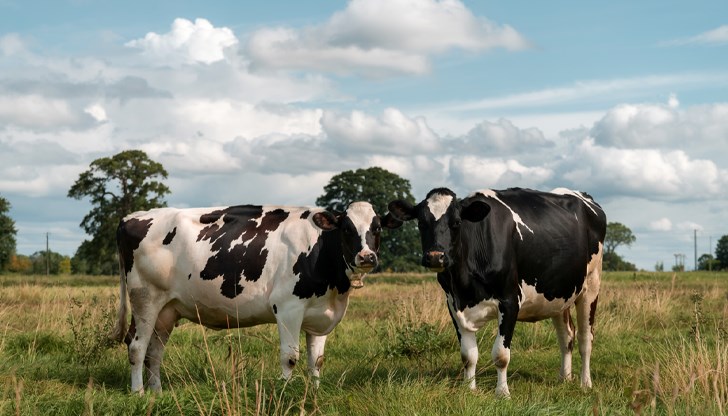 Ново научно изследване показва, че производството на мляко може да намалее с 10 процента заради климатичните промени Ново научно изследване показва, че производството на мляко може да намалее с 10 процента заради климатичните промени