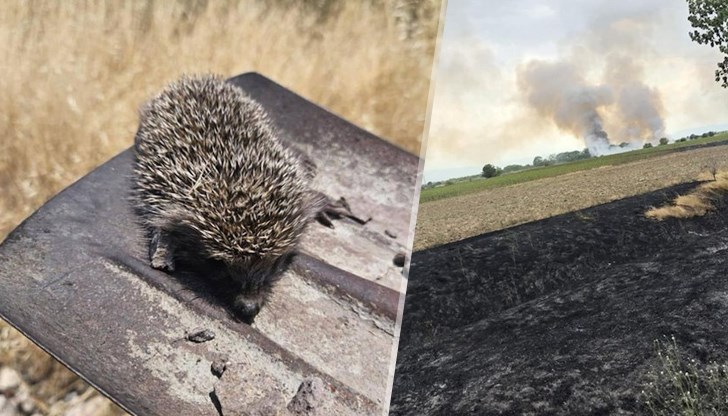 Малкото животинче се опитвало да избяга от огнената стихия в сухите треви