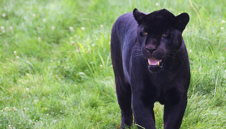 Видео запис на черната пантера е предоставен на румънските власти Видео запис на черната пантера е предоставен на румънските власти