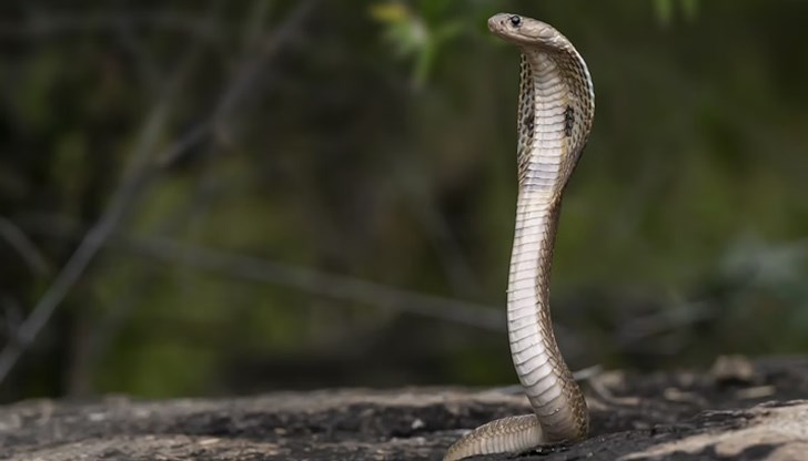 Експертните съвети на доктор Дилян Георгиев за безопасно поведение при сигнали за змии