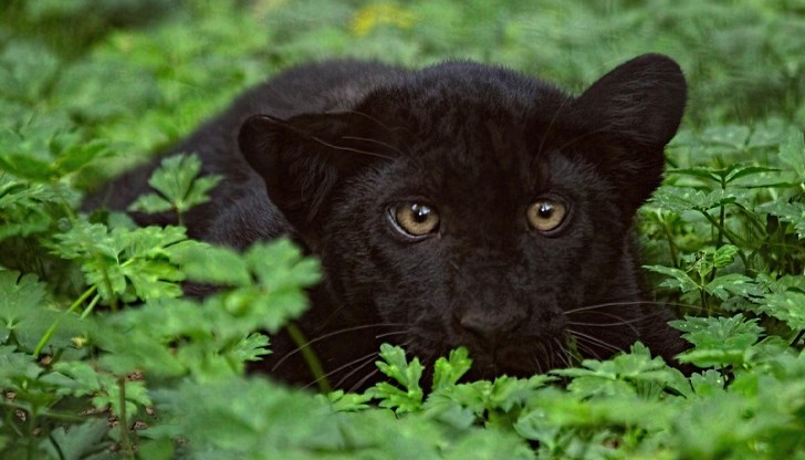 Местните власти предупредиха жителите на "Мътница" да бъдат предпазливи