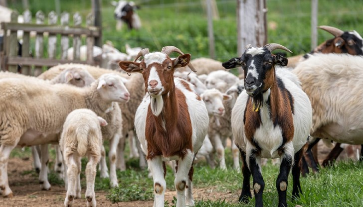 Новите случаи са в Садово, Раковски и Асеновград със 2000 засегнати животни