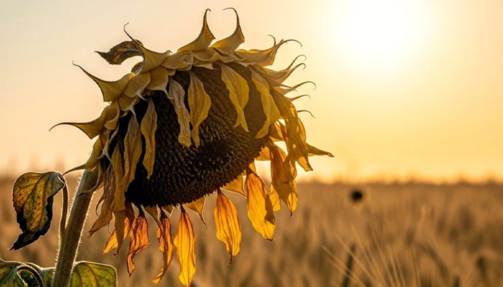 Астрофизиците предупреждават за бавната термоядрена криза, която ни очаква