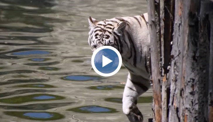 Двата бели бенгалски тигъра обичат да се къпят в басейна и да играят помежду си през лятото