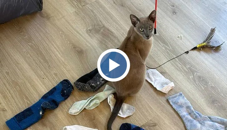 15-месечният котарак е плячкосал 150 вещи от крайбрежен квартал в Оукланд