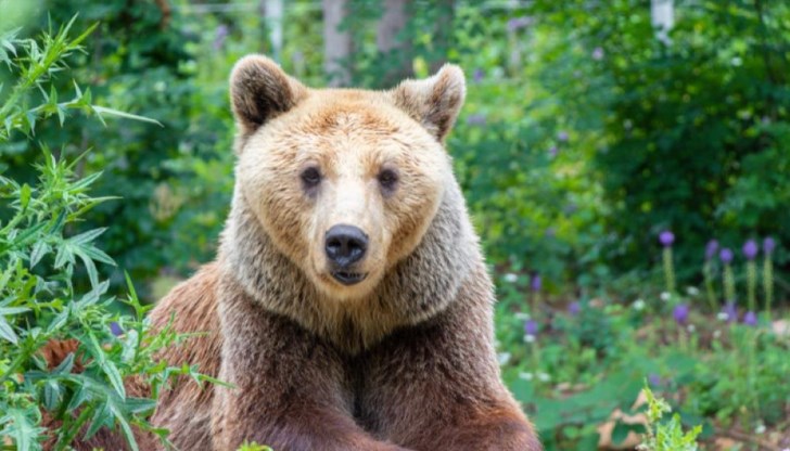 Животното се качи по стената и напусна заграждението, но не проявило агресия Животното се качи по стената и напусна заграждението, но не проявило агресия