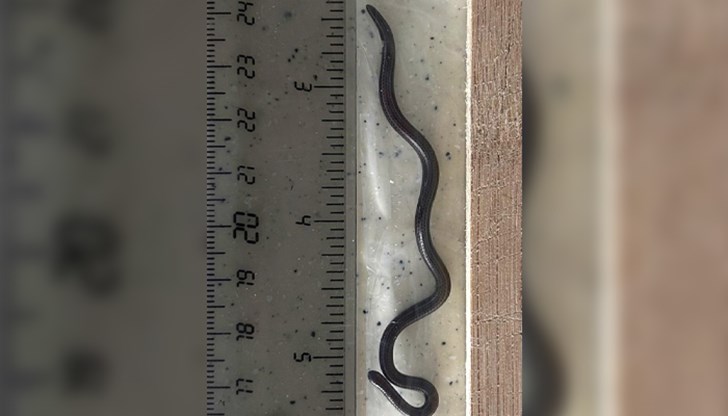 Изчезналият вид Tetracheilostoma carlae бе открит след продължително търсене в горите на остров Барбадос