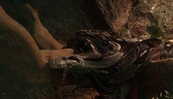 Доц. Людмила Нейкова обяснява как да реагираме при среща с отровни змии през лятото