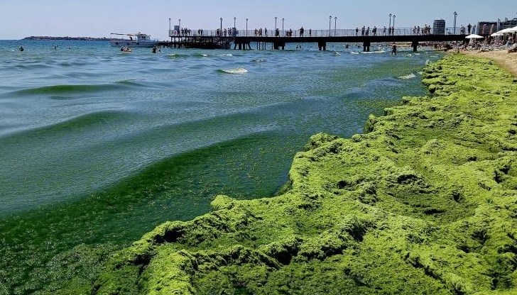 Плажът на Слънчев бряг позеленя от водорасли, феноменът продължава и през август Плажът на Слънчев бряг позеленя от водорасли, феноменът продължава и през август