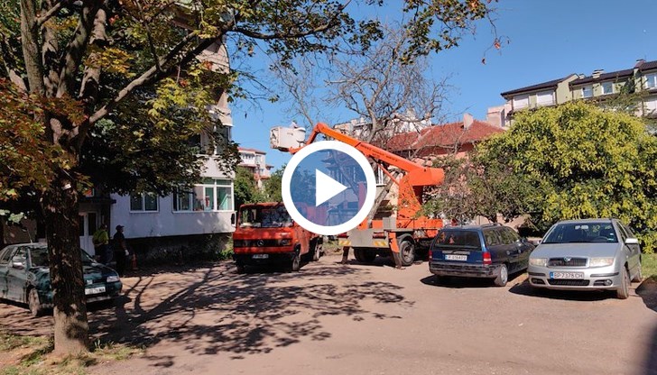 Екипи на "Паркстрой" и "Вектор" работят по сигнали от граждани за опасни дървета