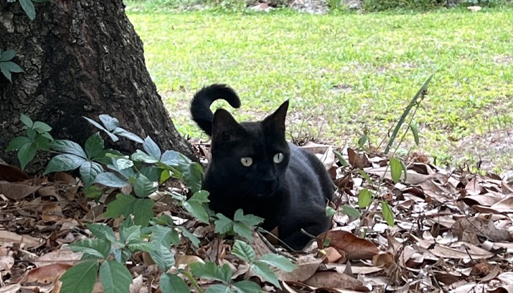 Домашният любимец Пепър за втора поредна година допринася за важно научно откритие в САЩ Домашният любимец Пепър за втора поредна година допринася за важно научно откритие в САЩ