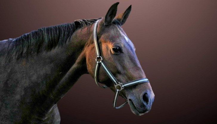 Конете са на възраст от 8 до 22 години и вече не са годни за служба Конете са на възраст от 8 до 22 години и вече не са годни за служба