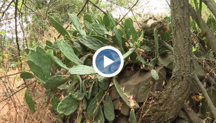 Експерти алармират за бързото разпространение на инвазивни видове