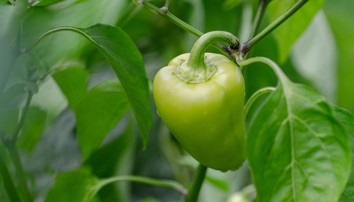 Дозировки и мерки за безопасност