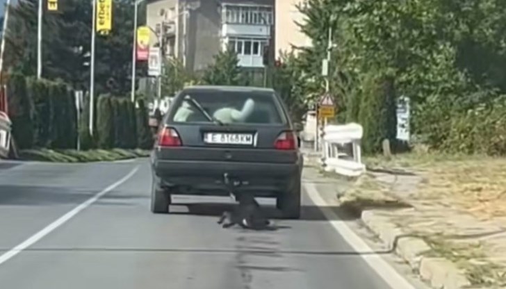 Задържаният е завързал животното за теглича на автомобила си и е потеглил, влачейки го по улицата