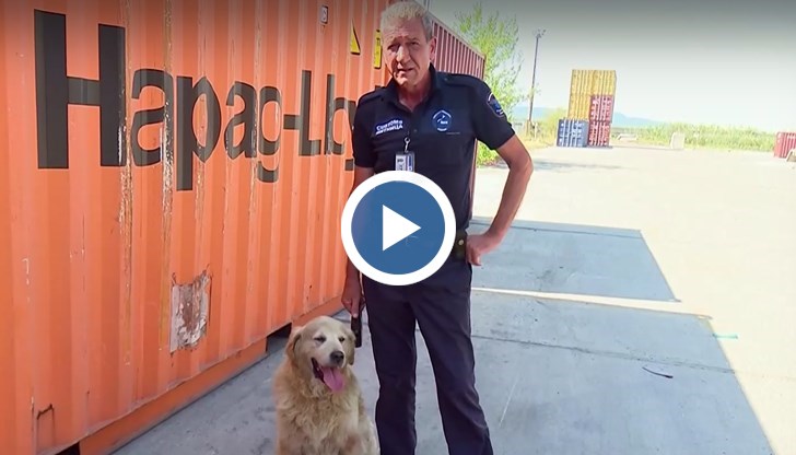 Голдън ретривърът помага в борбата с наркотрафика вече над десет години