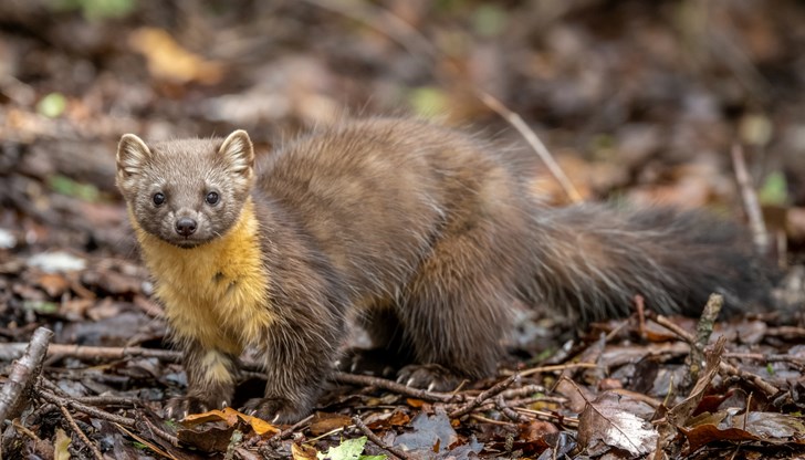 Учени предлагат революционен подход за възстановяване на генетичното разнообразие