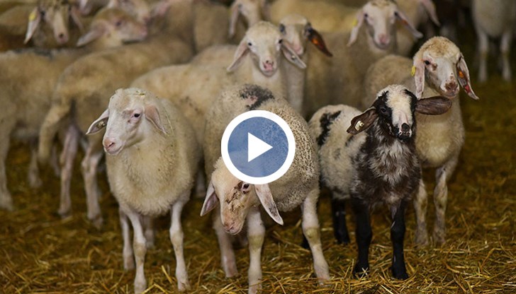 Нелегалната търговия с животни е основният канал за разпространение на заразата