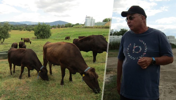 Учен отглежда най-скъпата порода крави в сърцето на Еленския Балкан