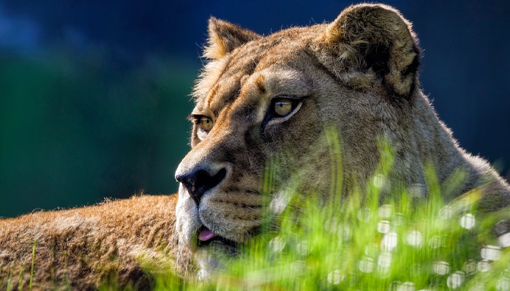 Само 20 такива животни съществуват в целия свят Само 20 такива животни съществуват в целия свят