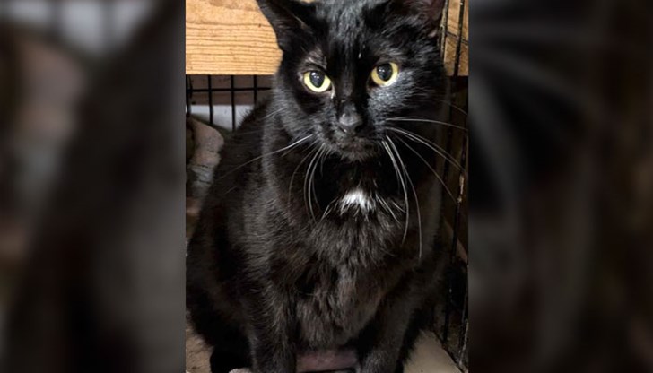 Домашната любимка Трикси мистериозно се оказва на друг континент, а полетът ѝ обратно е поет от благотворителна организация Домашната любимка Трикси мистериозно се оказва на друг континент, а полетът ѝ обратно е поет от благотворителна организация