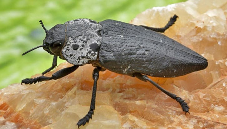 Българските овощари се адаптират към климатичната криза