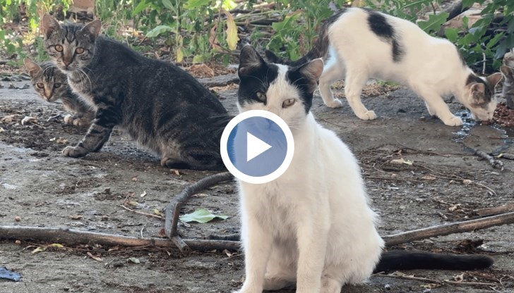 Активен телефон събира сигнали от граждани до 31 юли