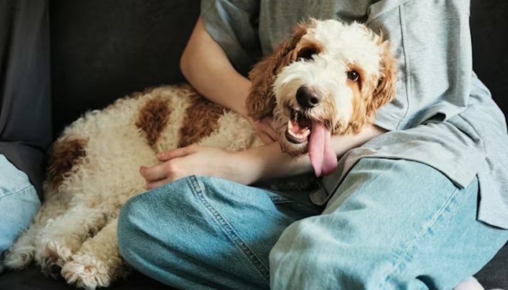 Ново проучване от Университета в Денвър разкрива, че присъствието на куче балансира физиологичната ни реакция при стрес