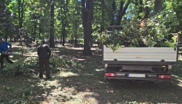 Общинските служби разчистиха 24 локации с паднали дървета и клони Общинските служби разчистиха 24 локации с паднали дървета и клони